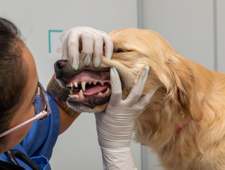 New Market Pet Dentist