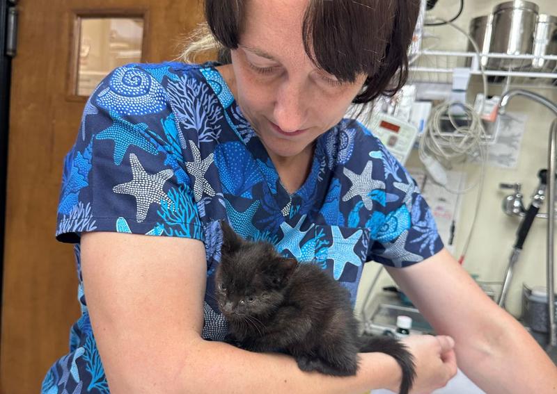 Carousel Slide 3: New Market Dog Veterinarian